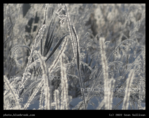 Curving Leaf with Hoarfrost - Corvallis MT