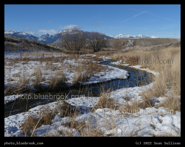 Golden Grasses in the Snow - Corvallis MT