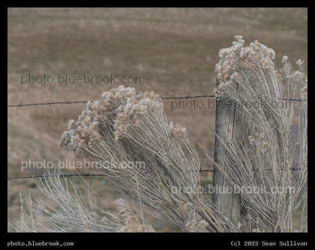 Fluff and Barbs - Corvallis MT