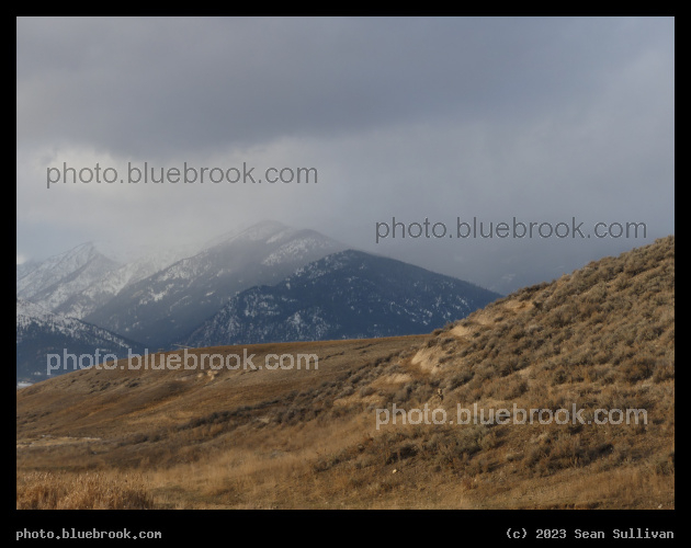 Can You Spot the Deer? - Corvallis MT
