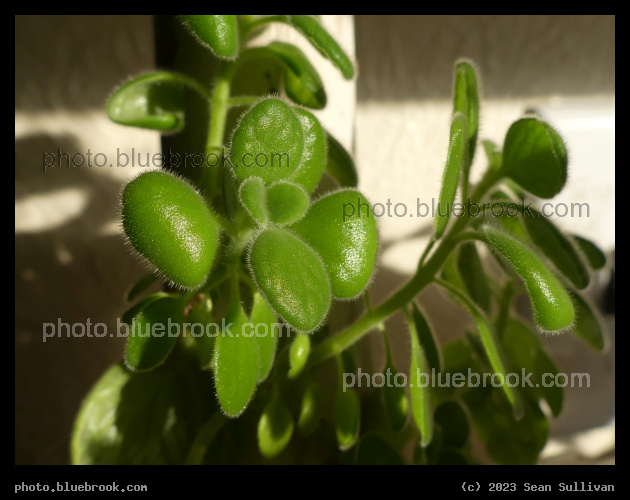Fuzzy Plant - Corvallis MT