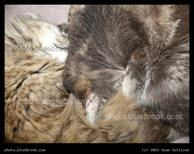 Cuddling Cats - Corvallis MT