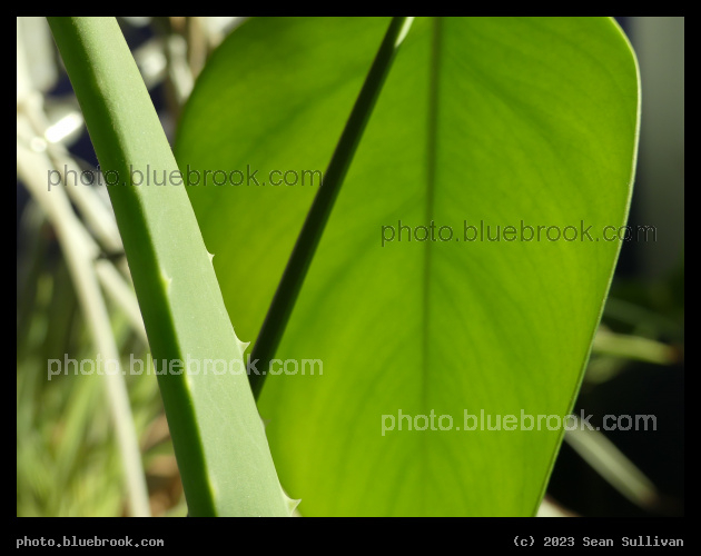 Aloe Monstera - Corvallis MT