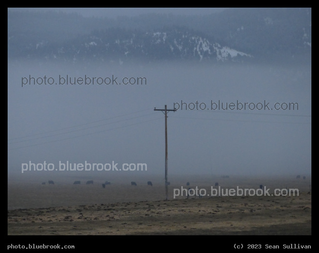 Distant Cows in the Misty Twilight - Corvallis MT