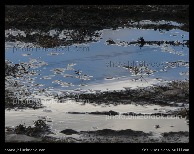February Puddle - Corvallis MT