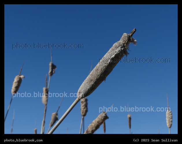 Frosted Cattails - Corvallis MT