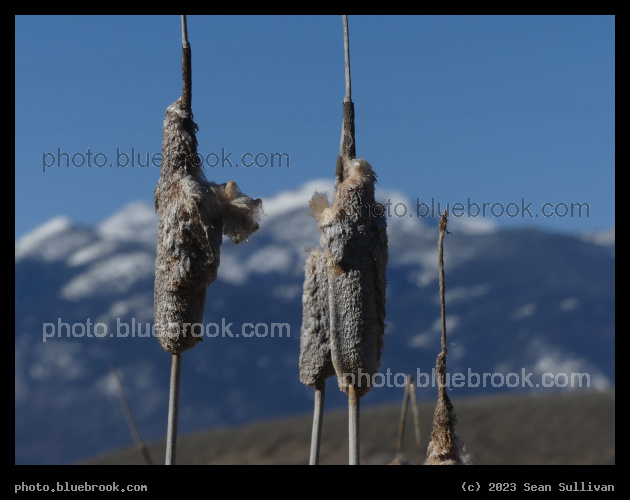 Fluffy Cattails against Mountains - Corvallis MT