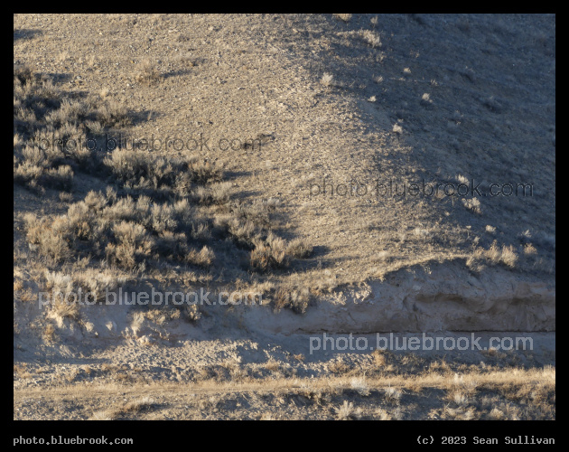 Tan Hillside - Corvallis MT