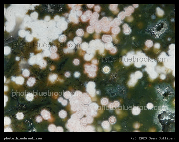 Ocean Jasper with Pink Orbs - Corvallis MT