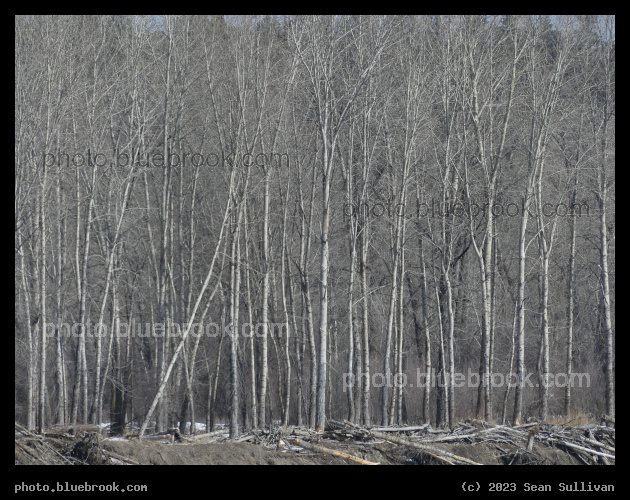 March Woods - Lolo MT