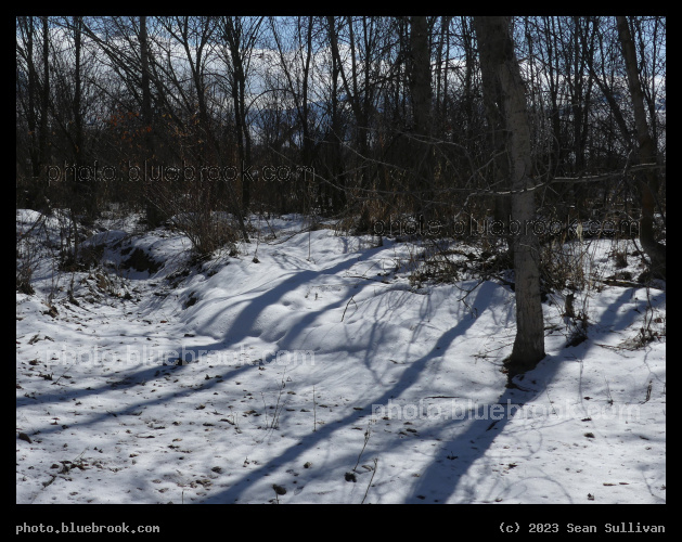 Snow and Shadows in Winter Woods - Lolo MT