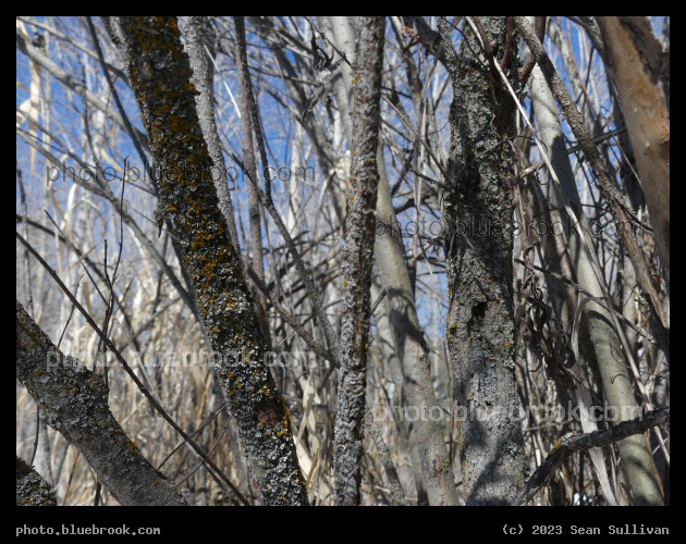 Bark Varieties - Lolo MT