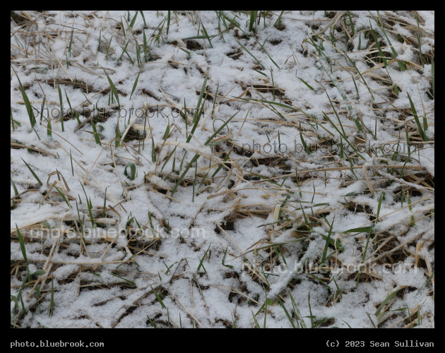 Autumn, Winter and Spring Mishmash - Corvallis MT