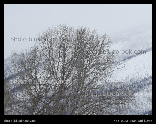 Bare Trees at the End of Winter - Skalkaho Bend Park, Hamilton MT