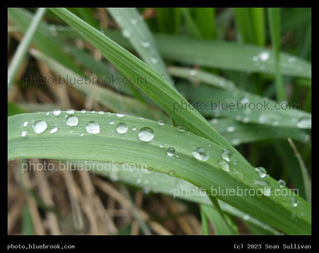 Damp April Afternoon - Corvallis MT