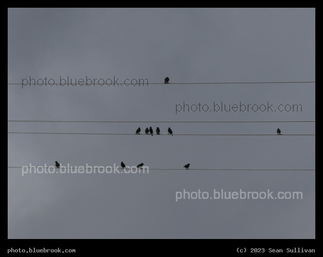 Convention of Eleven Birds - Corvallis MT