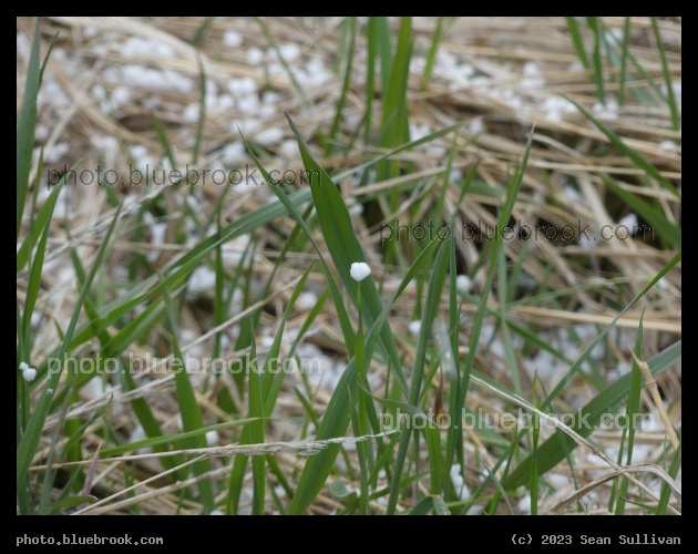 Improbable Graupel - Corvallis MT