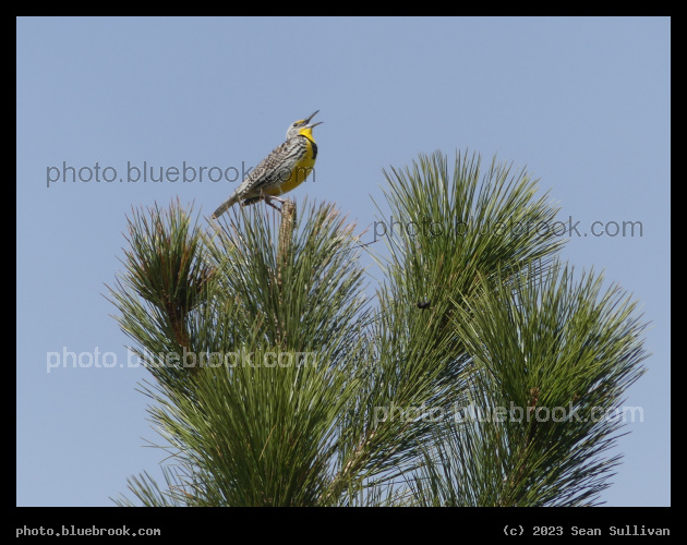 Singing Meadowlark - Blue Mountain Recreation Area, Missoula MT