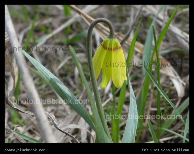 Yellow Fritillary - Blue Mountain Recreation Area, Missoula MT