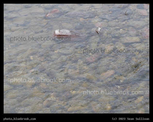 Above the Water - Bitterroot River at Maclay Flat, Lolo National Forest, Missoula MT