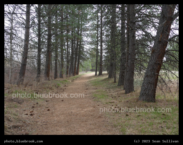 Path under Evergreens - Maclay Flat, Lolo National Forest, Missoula MT