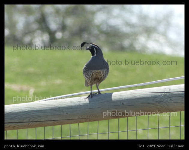 Quail on a Fence - Corvallis MT