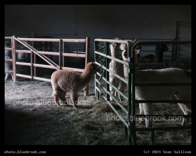 Aneas Adventures - Corvallis MT