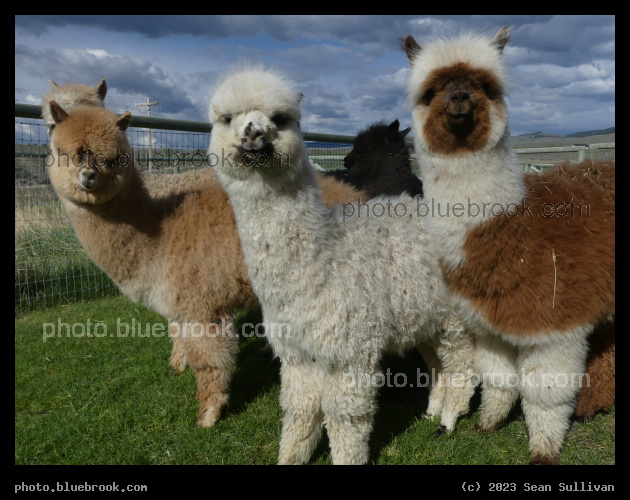 Jr Fuzzies - Corvallis MT