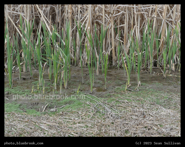 Renewal in the Marsh - Corvallis MT