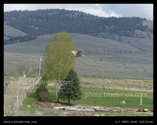 Spring Flight - Corvallis MT