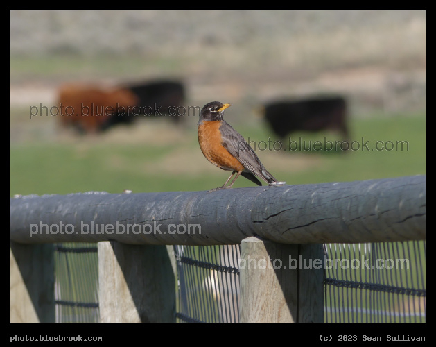 Robin on a Fence - Corvallis MT