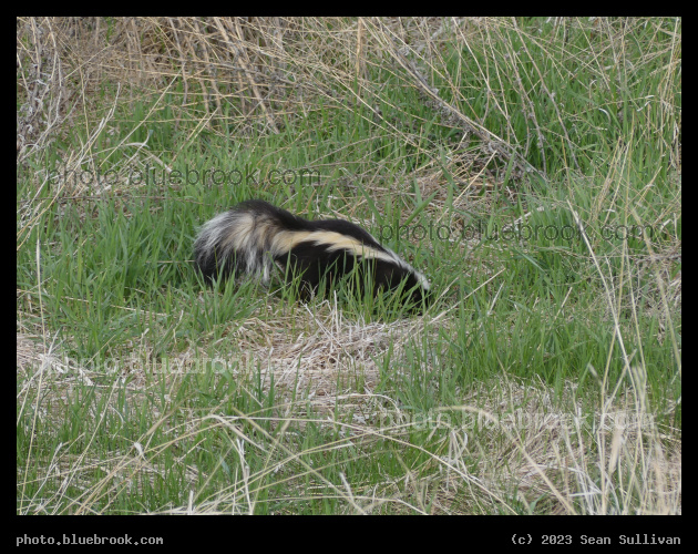 Striped Explorer - Corvallis MT