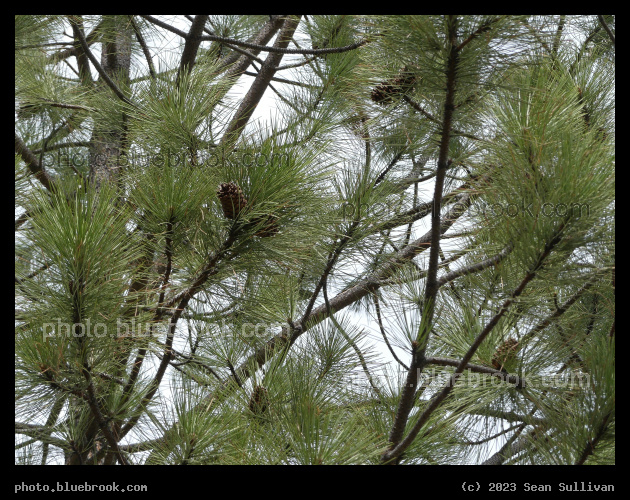 Maze of Branches and Needles - Blue Mountain Recreation Area, Missoula MT