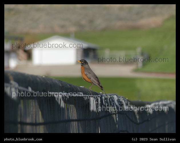 Focus on a Robin - Corvallis MT