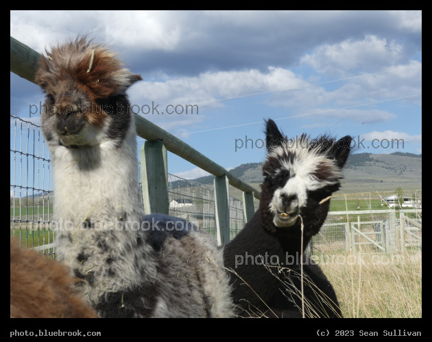 Tapiz and Espejo - Corvallis MT