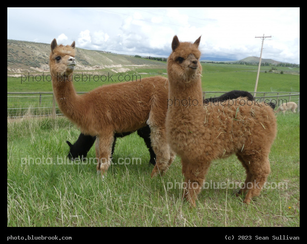 Tesla and Kelsey - Corvallis MT