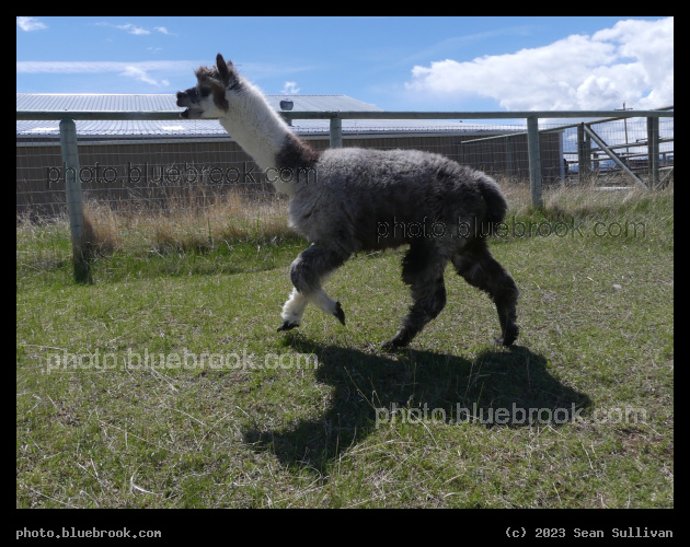 Kaleidoscope and Shadow - Corvallis MT