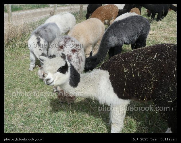 Tekla and Herd - Corvallis MT