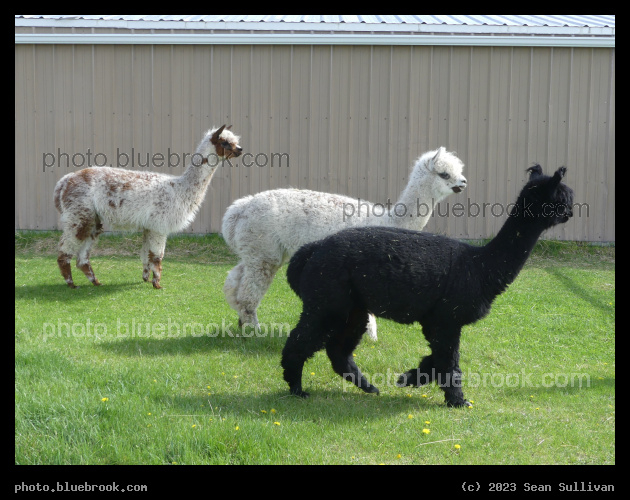 Rosetta, Xiomara and Xara - Corvallis MT