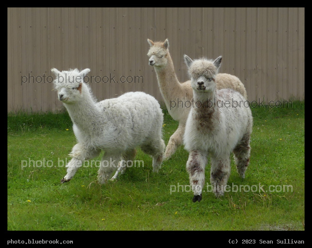 Musette, Velocity and Xyliana - Corvallis MT