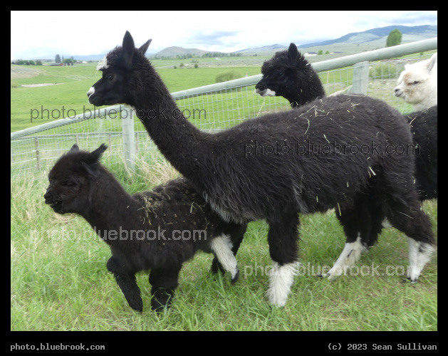 Maxima, Danza and Cancion - Corvallis MT