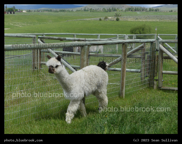 Medley Walking - Corvallis MT