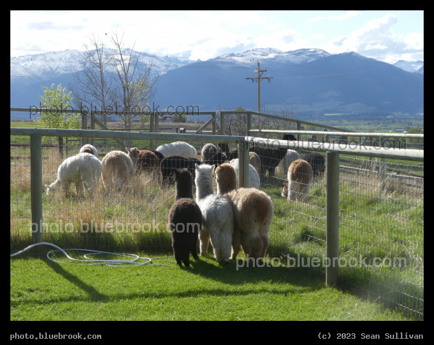 Evening Grazing - Corvallis MT