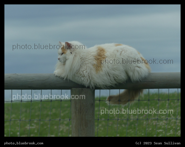 Floofy Monorail Cat - Corvallis MT