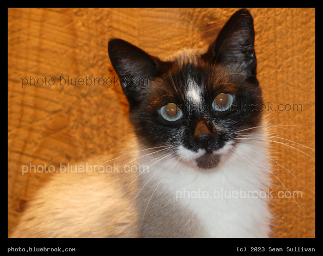 Alert Social Cat - Corvallis MT