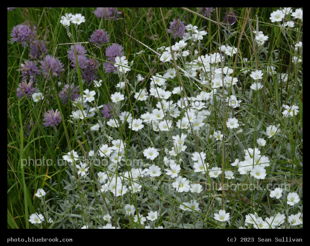 Tiny Flowers in June - Corvallis MT