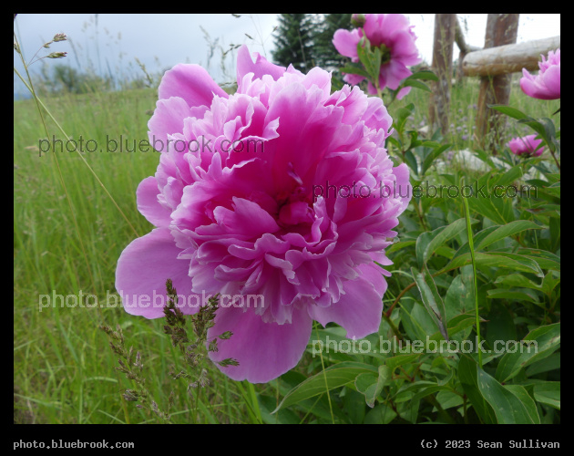 Pink Peony Bloom - Corvallis MT
