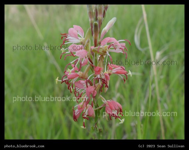 Pink Wildflowers - Corvallis MT