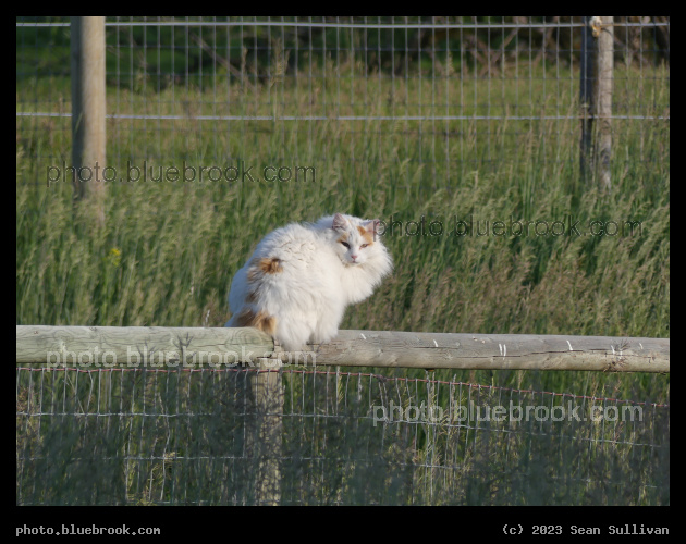 Red and White Cat on Fence - Corvallis MT