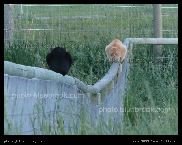 Black Cat and Red Cat on Fence - Corvallis MT
